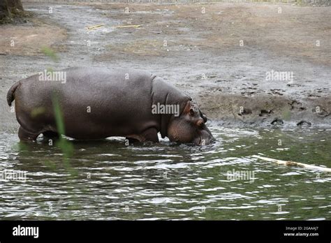 Seattle's iconic Woodland Park Zoo Stock Photo - Alamy
