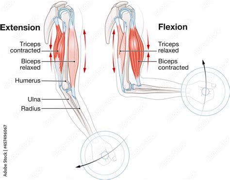 Biceps And Triceps Muscles Extension And Flexion Stock Illustration