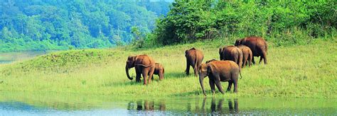 Discover India Periyar National Park Idukki Kerala India
