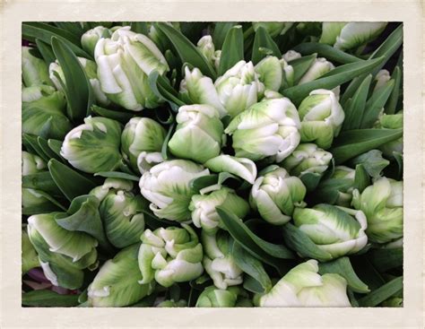 White Parrot Tulips Ted Kennedy Watson