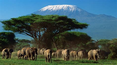 Largest National Parks In East Africa Air Charter And Scheduled
