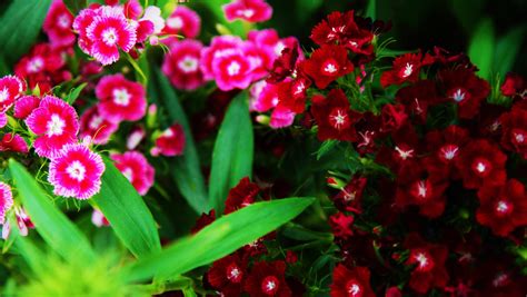 Red Pink Flowers By Hieu353extrope