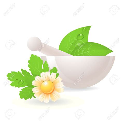 Medicinal Herbs Clipart 20 Free Cliparts Download Images On