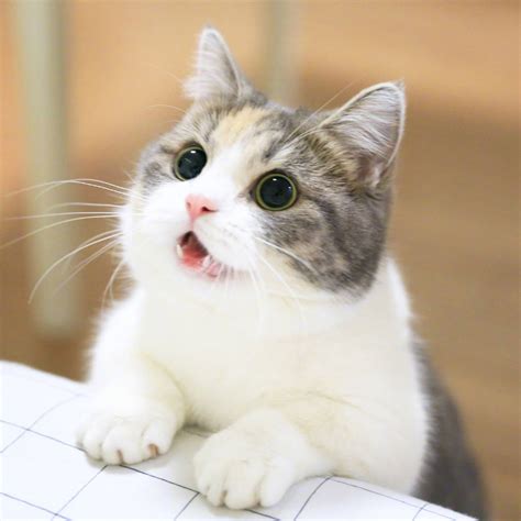 Hình ảnh Mèo Cute đáng Yêu ảnh Mèo Dễ Thương Iu Quá đi Blog Thú Vị