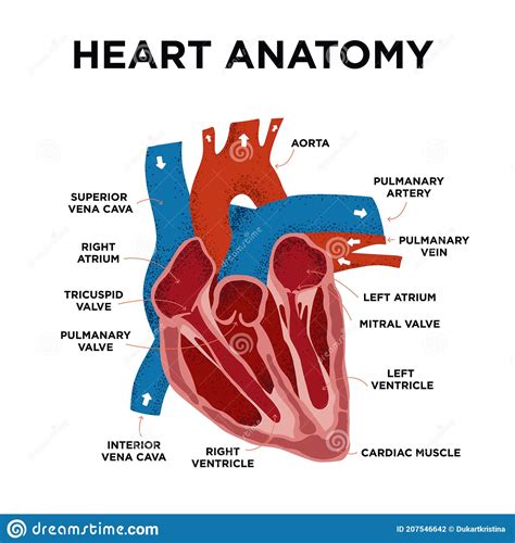 Heart Anatomy Diagram Human Heart Structure Labelled Heart Half In