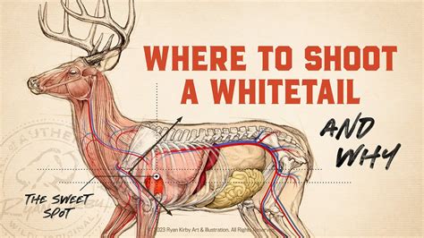 Deer Anatomy For Hunting