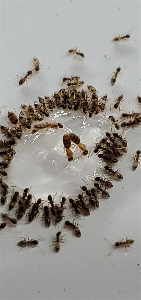 Ants And Ant Removal Services West Palm Beach Fl