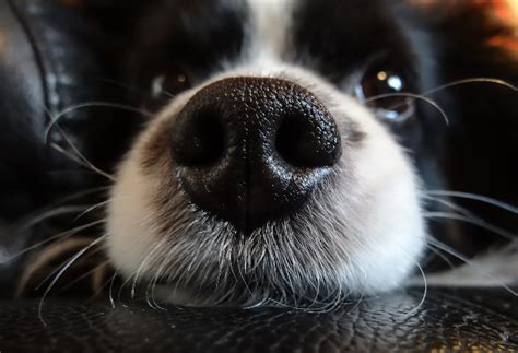 White Spots On Dogs Nose