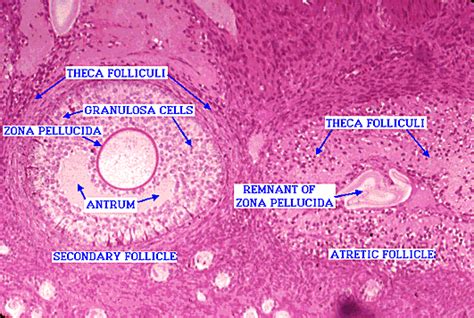Follicle Histology