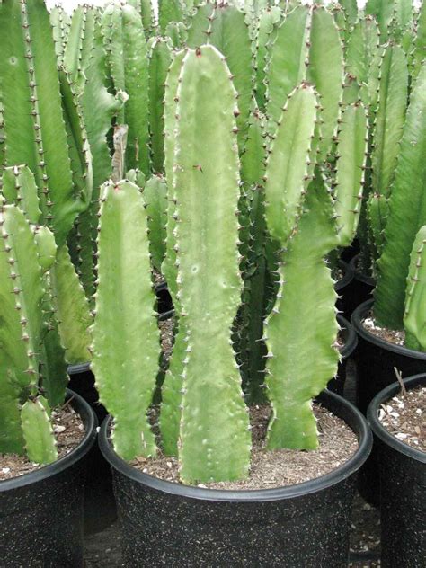 Large Cactus Plants For Sale In Uk 62 Used Large Cactus Plants