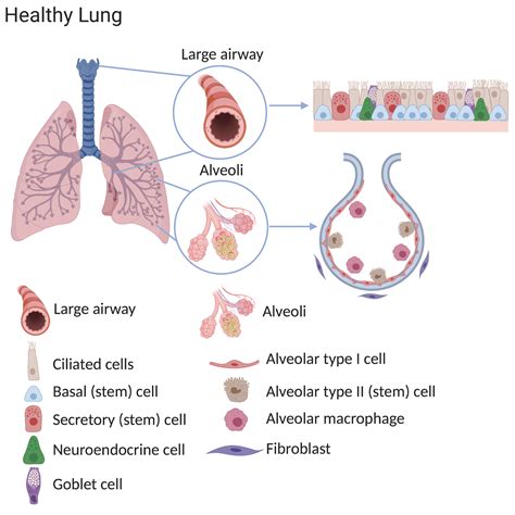 Lunge Stamceller I Helse Reparasjons Og Sykdom Eurostemcell Avenir