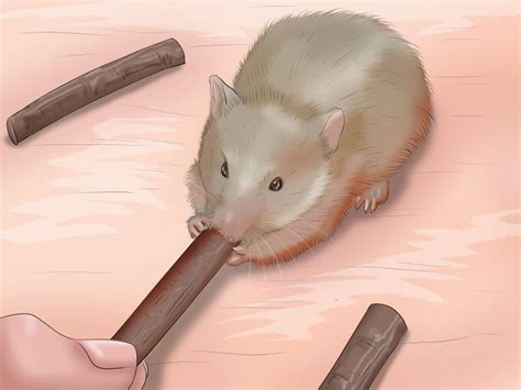 4 Ways To Care For Dwarf Hamsters Wikihow