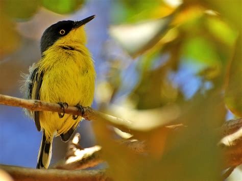 Brazilian Wild Birds Brazil Wallpapers Hd Desktop And Mobile