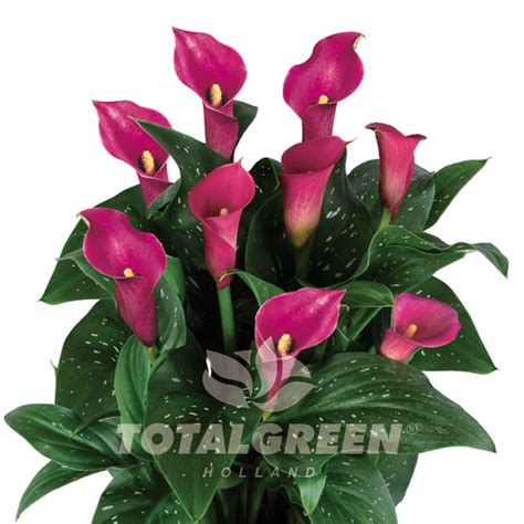 Calla Grow Kit Luxe Growing Instructions Totalgreen Holland