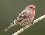 Female House Finch Call Pictures
