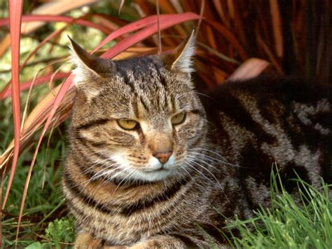 Tabby in cats & kittens for rehoming in ontario. The warrior cats: July 2010