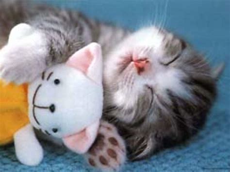 Meow~♥ Sleeping Beauty Of A Kitten