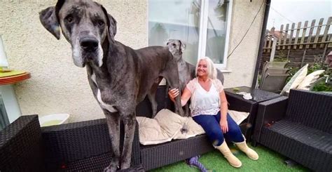 Meet Freddy Hes Over 7 Feet Tall And Is The Biggest Dog In The World