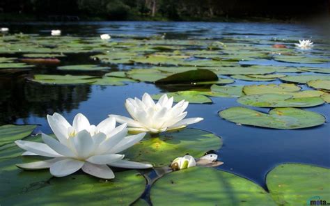 White Lotus Flowers In Pond 1 Lotus Communications