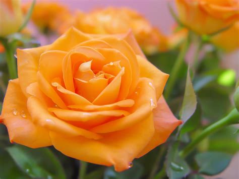 Orange Rose By Lia Orange Roses Rose Flowers