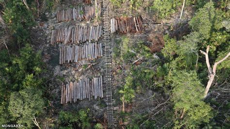 Logging And Timber Harvesting In The Rainforest