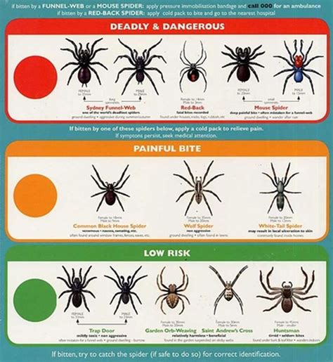 The Spider Identification Poster Shows Different Types Of Spiders And