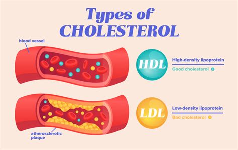 Why Do Unhealthy Cholesterol Levels Increase In Menopausal Women