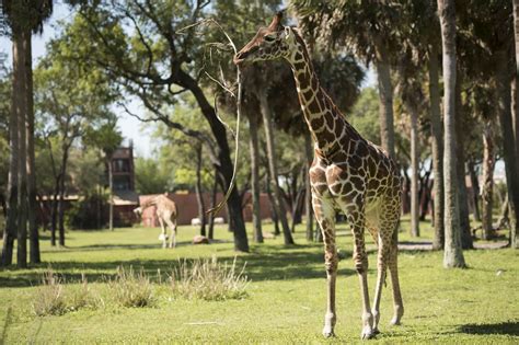 Walt Disney World Testing A Cashless Resort Stay At Animal Kingdom