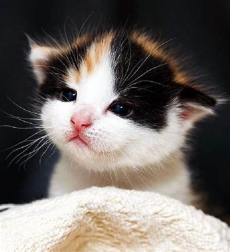 The 100 Cutest Animals Of All Time List Inspire Cute Cats Photos
