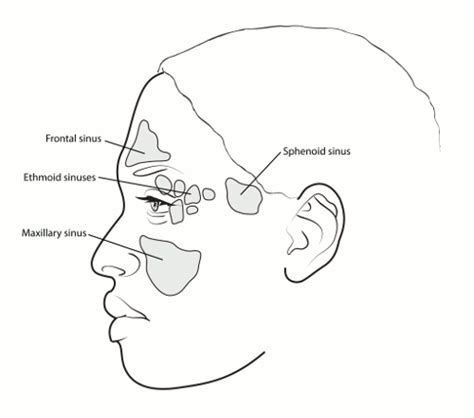 What Is Nasal Cavity Nose Cancer What Is Sinus Cancer