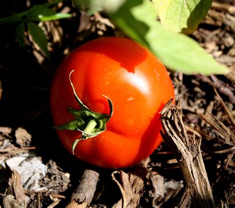 Garden Tomato on the Ground Picture | Free Photograph | Photos Public ...