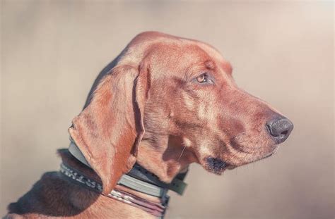 Redbone Coonhound Breed Information Guide Quirks Pictures