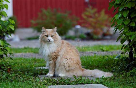 Creme Norwegian Forest Cat Male Sitting Stock Photo Image Of Putti