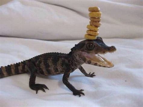 This Baby Alligator Is Very Satisfied With His Balance Raww