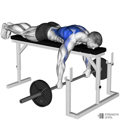 Bench Pull Standards For Men And Women Kg Strength Level