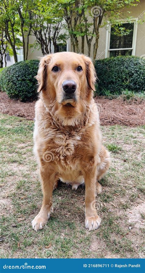 Portrait Of An Adult Golden Retriever In The Backyard Stock Image