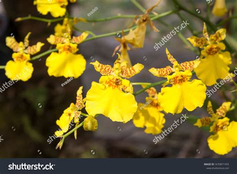 Dancinglady Orchid Oncidium Orchid Golden Shower Stock Photo 1670871955