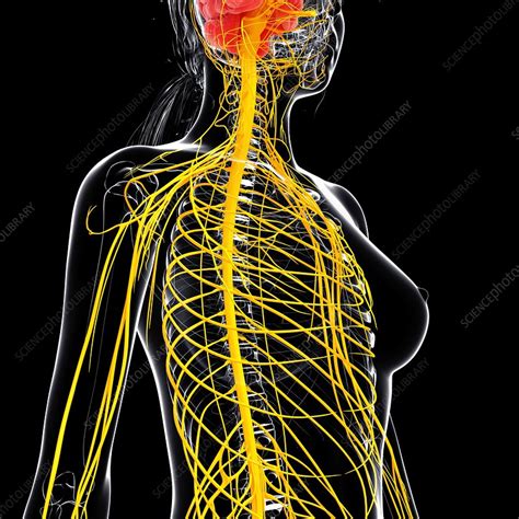 Female Nervous System Artwork Stock Image F0071856 Science