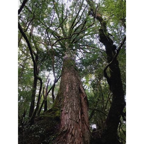 Jepun Mahu Tebang Lebih Banyak Pokok Cedar Tangani Demam Hay