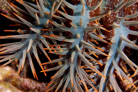 Closeup Of The Arms Of A Crown Of Thorns Sea Star Although Beautiful