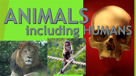 Animals Including Humans Teaching Resources