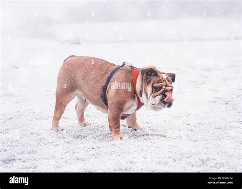 Funny Dog Of Red And Black English Bulldog Playing On The Snow And