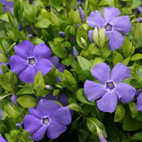 Vinca Minor Bowles Variety Blue Flowered Evergreen Ground Cover