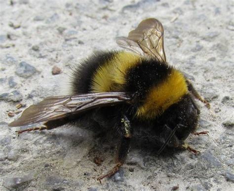 Bee Habitat Size Species And Diet With Pictures