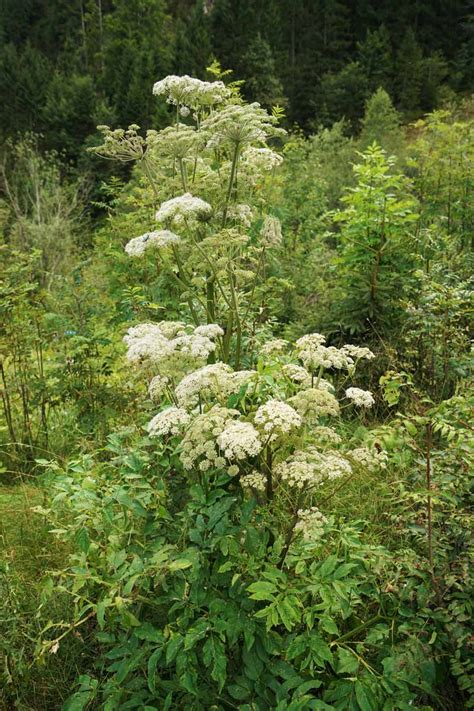 How To Grow And Care For Angelica Gardeners Path