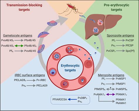 Frontiers The Case For Exploiting Cross Species Epitopes In Malaria