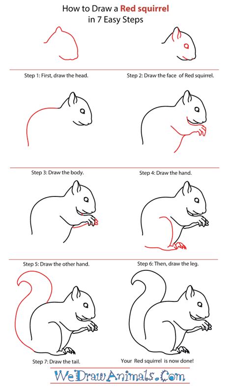 How To Draw A Red Squirrel