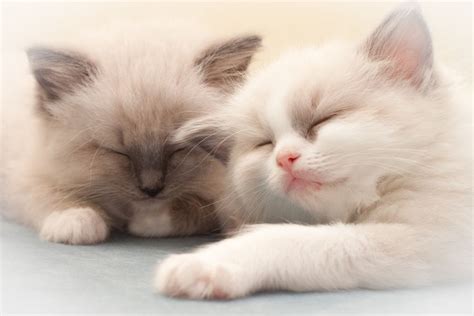 Sleeping Raggies Cute Animals Cat Lovers Animal Lover
