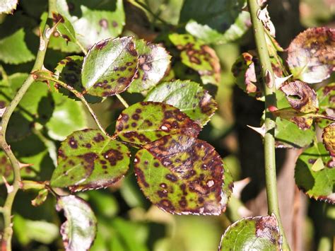 Preventing And Dealing With Black Spot On Roses
