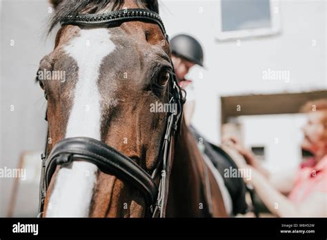Muzzle Horse Closeup With Bridle Equestrian Base Stock Photo Alamy